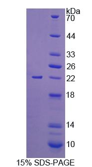 RPC593Mu01.jpg
