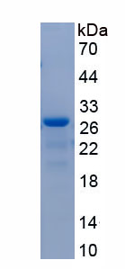 RPC918Po01.jpg