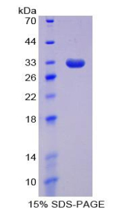 RPJ244Hu01.jpg