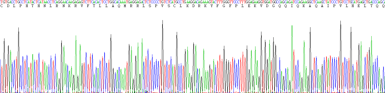 干扰素α(IFNa)活性蛋白
