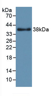 成纤维细胞生长因子6(FGF6)活性蛋白