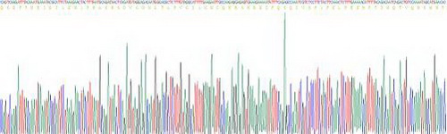 干扰素γ(IFNg)活性蛋白