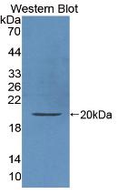 白介素10(IL10)活性蛋白