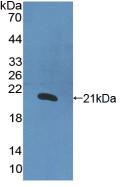 白介素1α(IL1a)活性蛋白