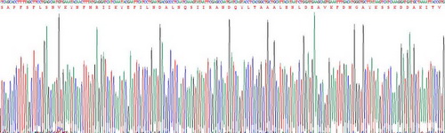 白介素1α(IL1a)活性蛋白