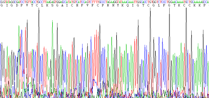 防御素β2(DEFb2)活性蛋白