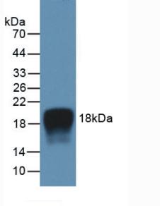 白介素2(IL2)活性蛋白