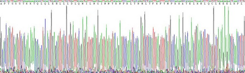 白介素2(IL2)活性蛋白