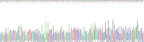 白介素4(IL4)活性蛋白