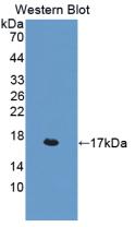 白介素4(IL4)活性蛋白