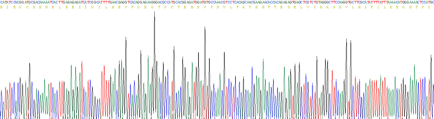 白介素4(IL4)活性蛋白