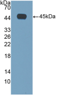 白介素4(IL4)活性蛋白