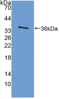 白介素4(IL4)活性蛋白