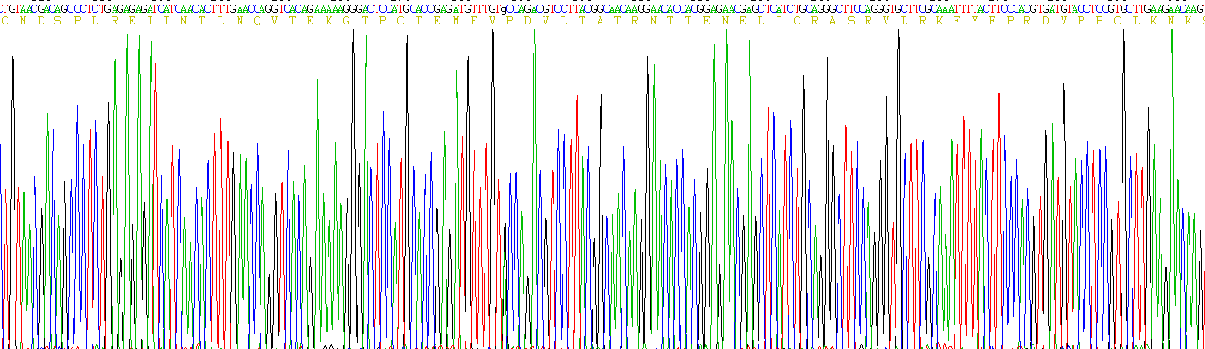 白介素4(IL4)活性蛋白