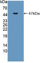 白介素6(IL6)活性蛋白