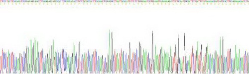 白介素6(IL6)活性蛋白