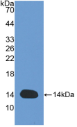 白介素8(IL8)活性蛋白