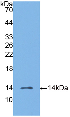 巨噬细胞炎性蛋白3β(MIP3b)活性蛋白