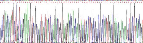 转化生长因子β1(TGFb1)活性蛋白