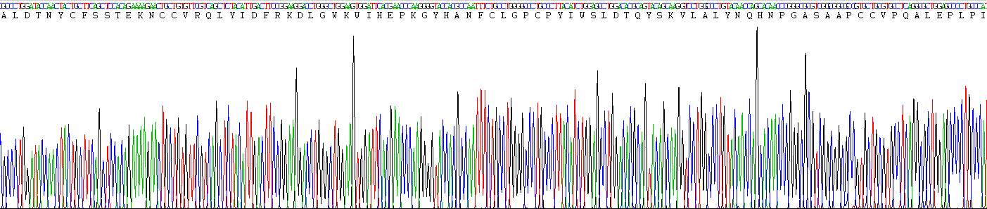 转化生长因子β1(TGFb1)活性蛋白
