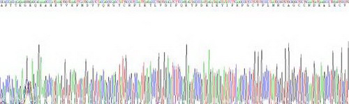 血管内皮生长因子A(VEGFA)活性蛋白