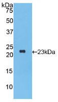 干扰素α2(IFNa2)活性蛋白