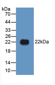 高遷移率族蛋白1(HMGB1)活性蛋白