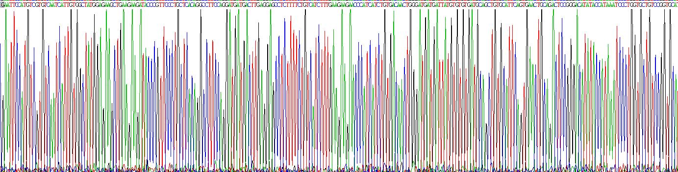 白介素1β(IL1b)活性蛋白