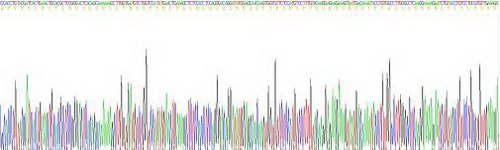 白介素1β(IL1b)活性蛋白