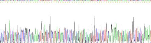 白介素1β(IL1b)活性蛋白