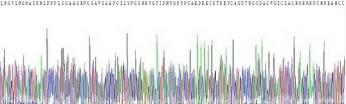 Dickkopf相關(guān)蛋白1(DKK1)活性蛋白