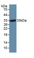 Dickkopf相關(guān)蛋白1(DKK1)活性蛋白