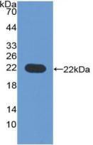CD276分子(CD276)活性蛋白