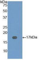 骨成型蛋白7(BMP7)活性蛋白