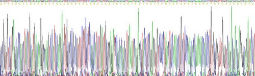 甲状旁腺激素相关蛋白(PTHrP)活性蛋白