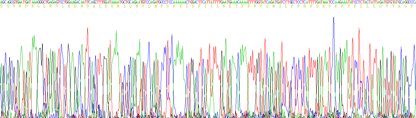 CD26分子(CD26)活性蛋白