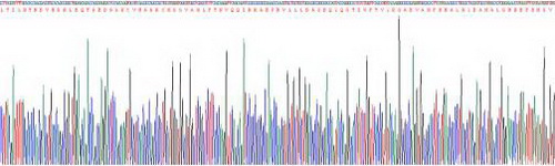 CD73分子(CD73)活性蛋白