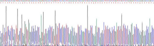 V-Myc骨髓細(xì)胞瘤病毒癌基因同源物(MYC)活性蛋白