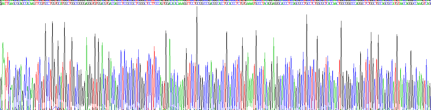 穿孔素1(PRF1)活性蛋白