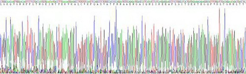 甘露糖结合蛋白(MBL)活性蛋白