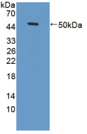 腫瘤壞死因子受體超家族成員1A(TNFR1)活性蛋白