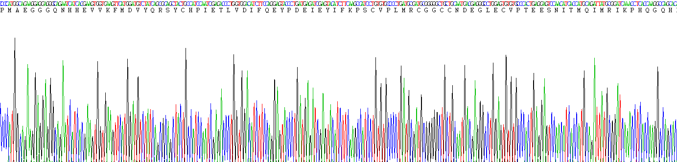 血管内皮生长因子165(VEGF165)活性蛋白