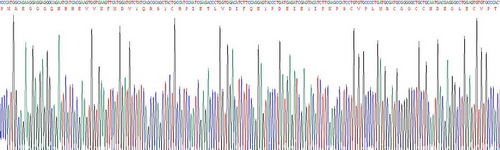 血管內(nèi)皮生長因子121(VEGF121)活性蛋白