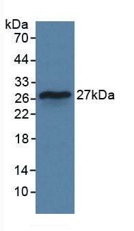 白介素29(IL29)活性蛋白