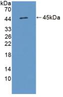 白介素17D(IL17D)活性蛋白