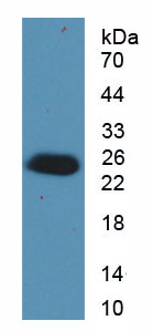 白介素17C(IL17C)活性蛋白