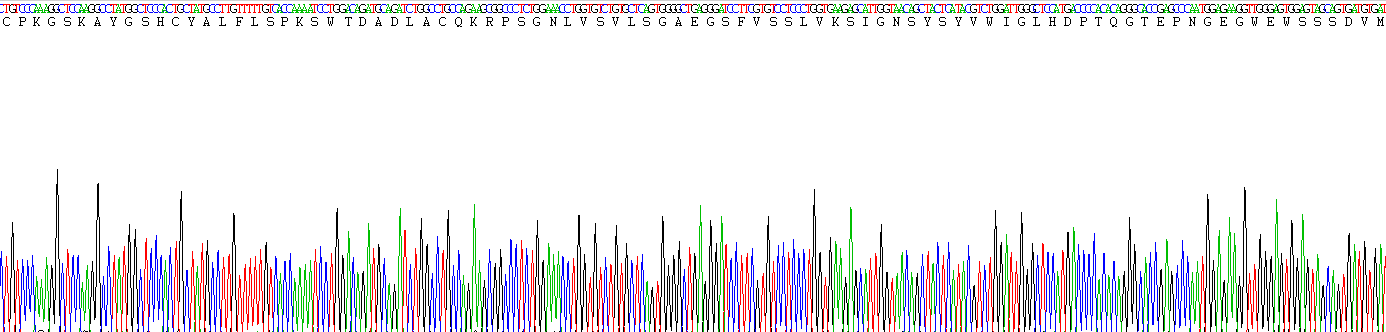 再生胰岛衍生蛋白3α(REG3a)活性蛋白