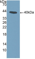 膜聯(lián)蛋白A1(ANXA1)活性蛋白