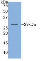 氯离子通道辅助蛋白1(CLCA1)活性蛋白