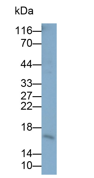 抗組蛋白H3(H3)單克隆抗體